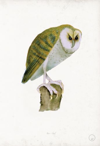 Barn Owl - artist signed print